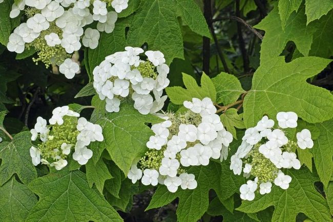 Oak-Shaped Leaves, Seasonal Color Shifts