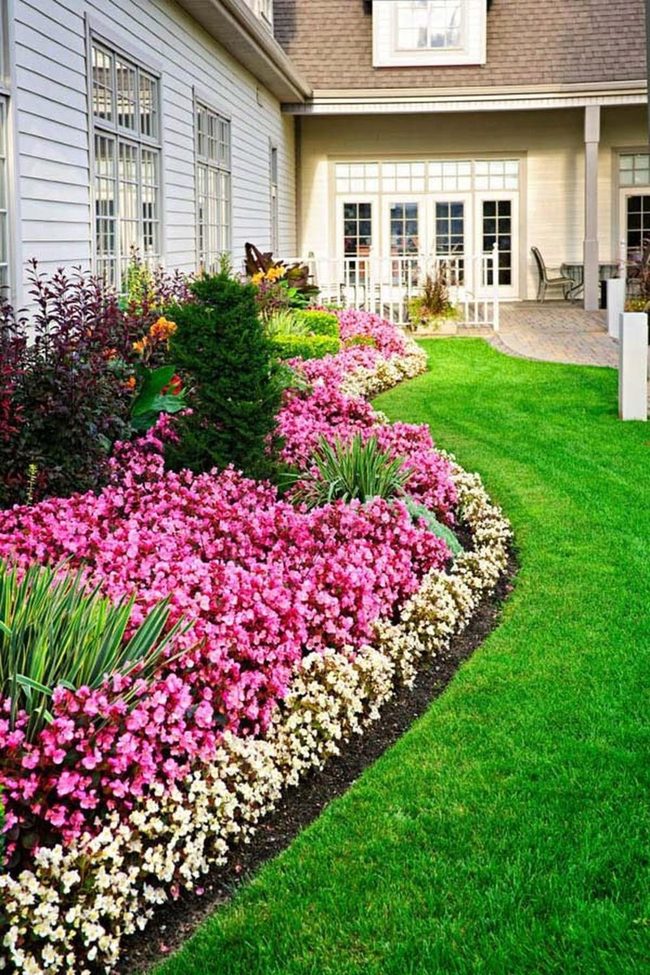 Bright Flowers Attract Fluttering Wings