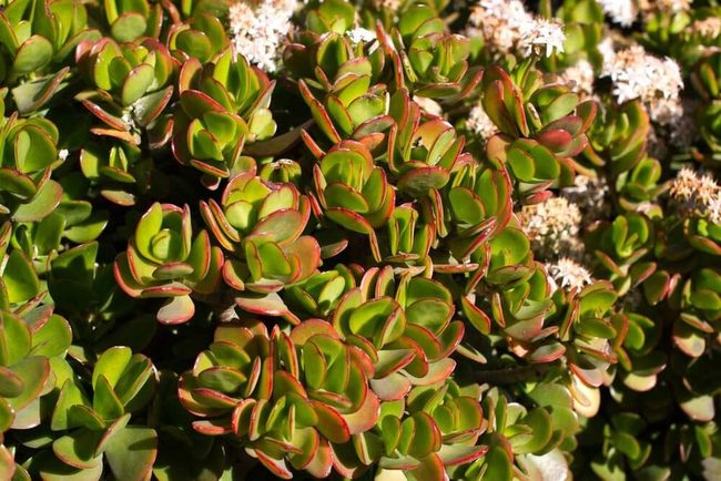 Glossy Green Prosperity Plant