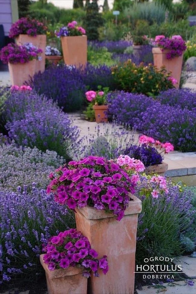 Lavender And Petunia Abundance