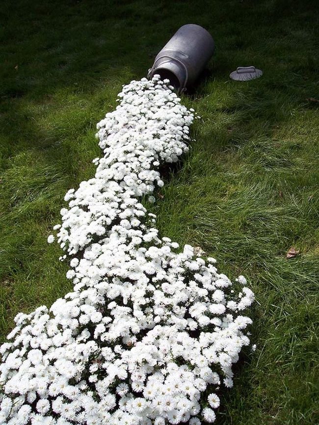 Overflowing White Blossoms Cascading Down