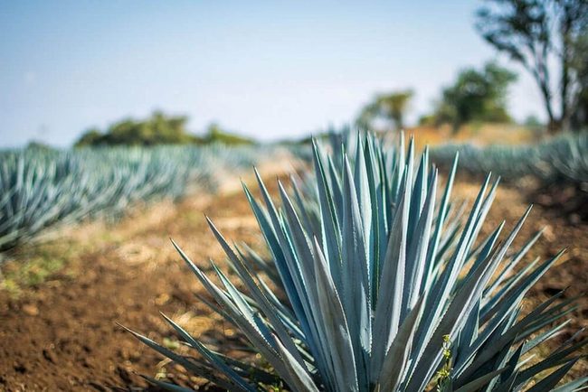 Blue Desert Spikes Coastal Garden