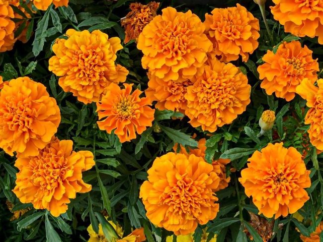 Golden Pest Guards For Gardens