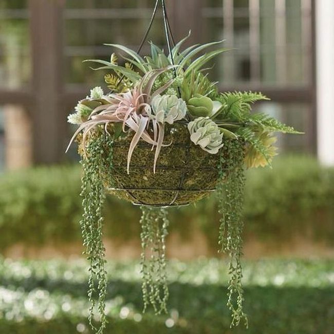 Green Waterfall Plants For Walls