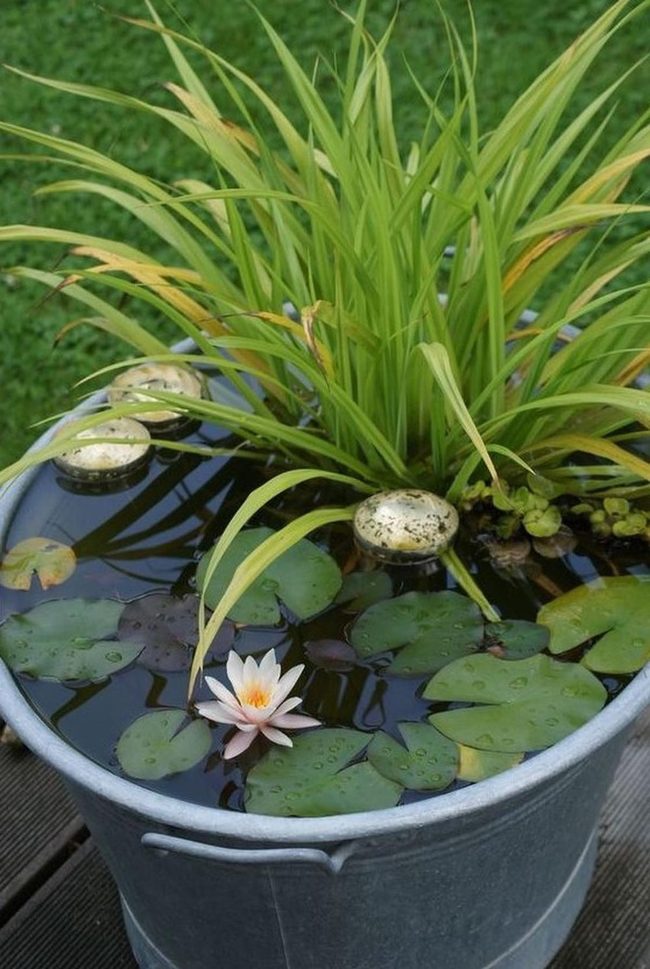 White Lilies In Floating Garden