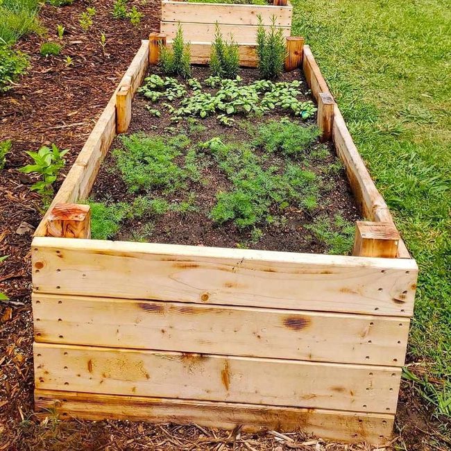 Fresh Herbs From Pine Beds