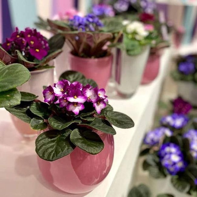 Purple Violets On Narrow Shelves