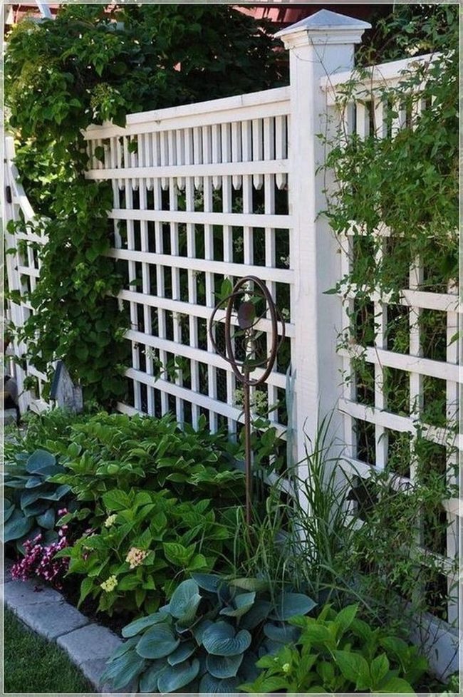 Lattice Fence With Climbing Vines