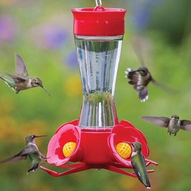 Crimson Feeders Attract Jewel-Toned Hummingbirds