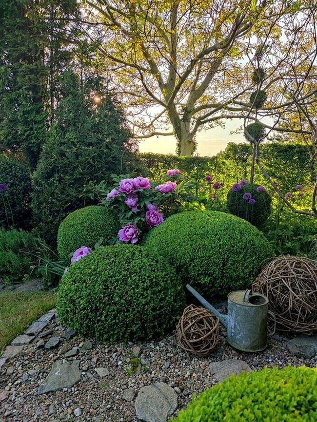 Rounded Green Bushes Pink Flowers