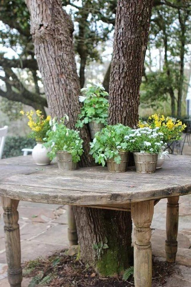 Wooden Tables Beneath Flowering Trees