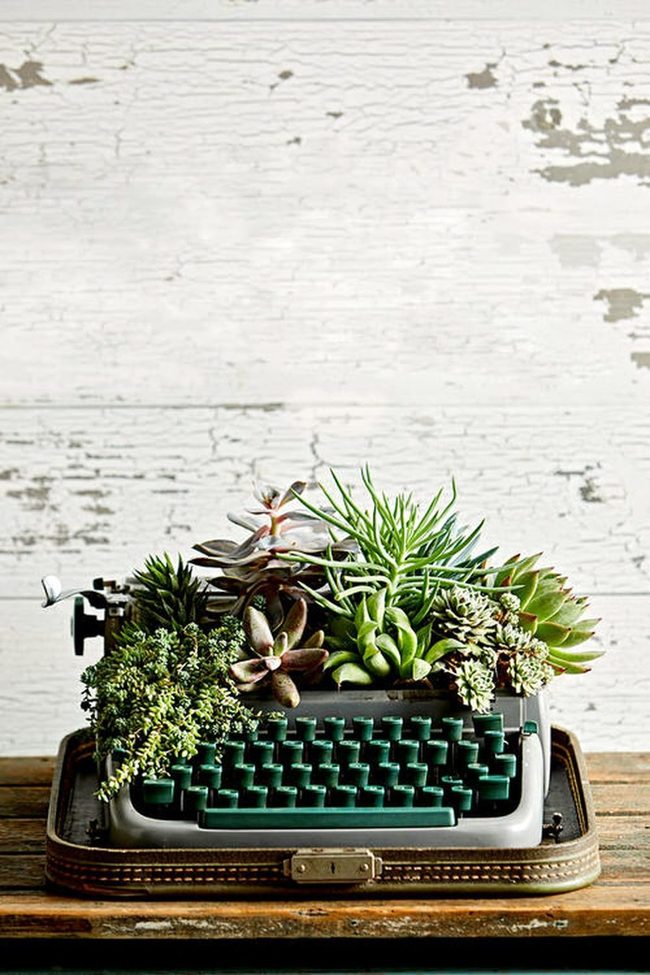Green Succulents In Vintage Typewriters