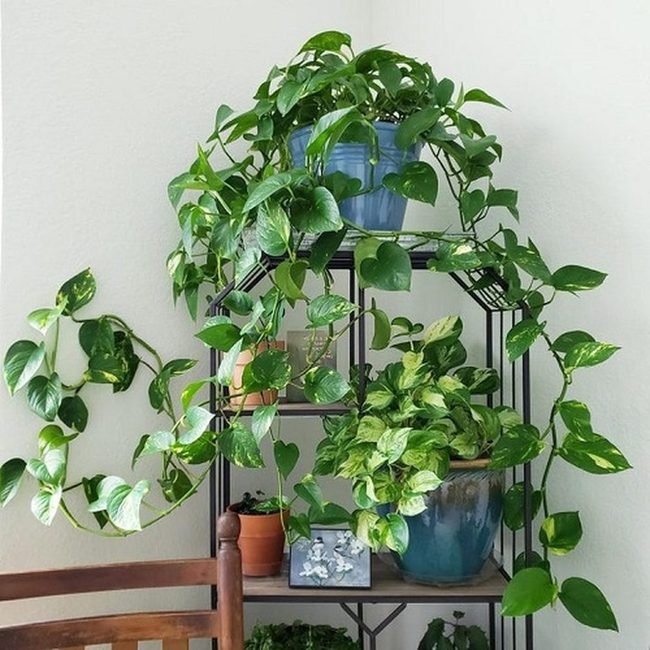 Green Variegated Pothos Metal Stands