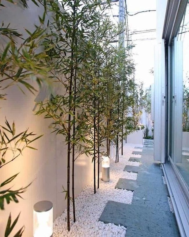 Bamboo Pathway Illuminated By Ground Lights