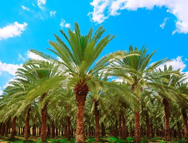 Red Date Palms Fresh Harvest
