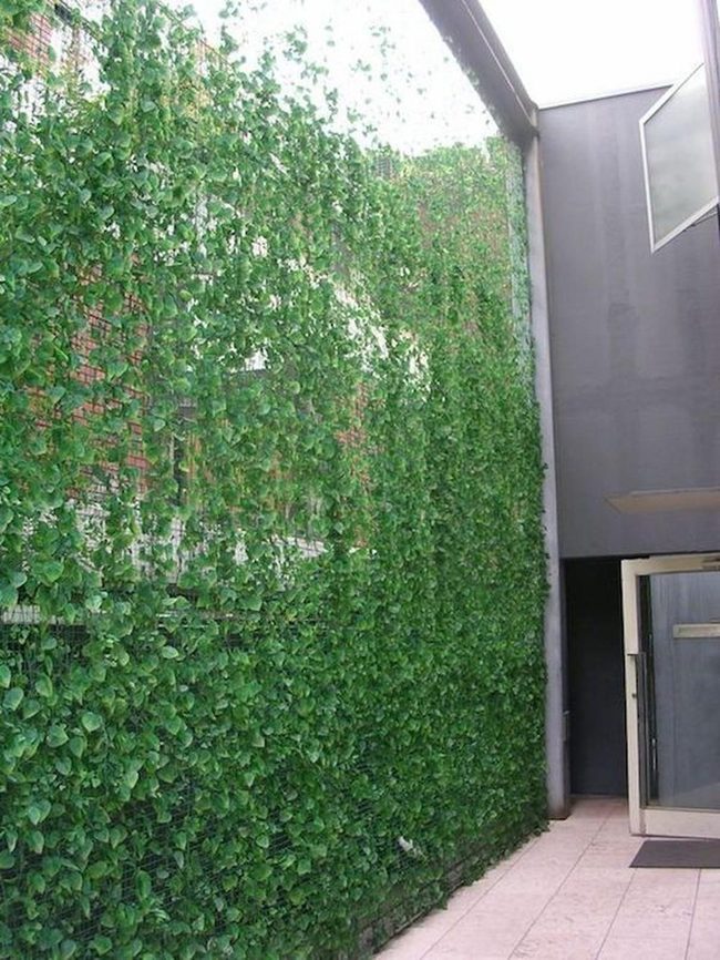 Climbing Green Walls Modern Patio
