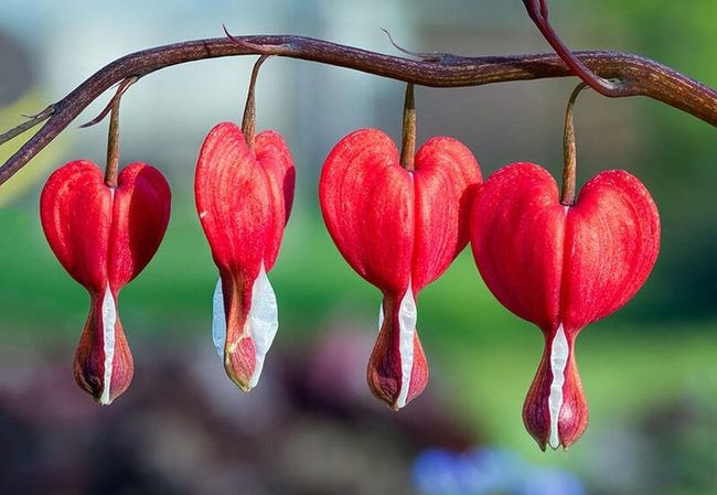 Deep Red Hearts In Shade