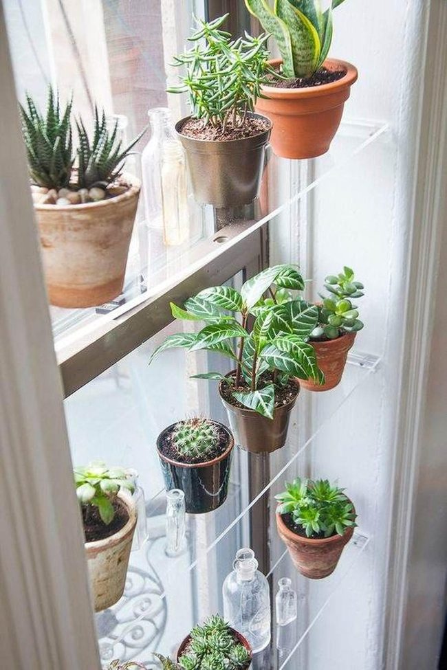 Living Green Wall Display