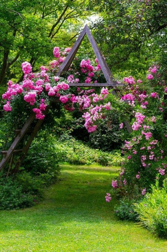 Pink Roses Frame Rustic Garden Gate