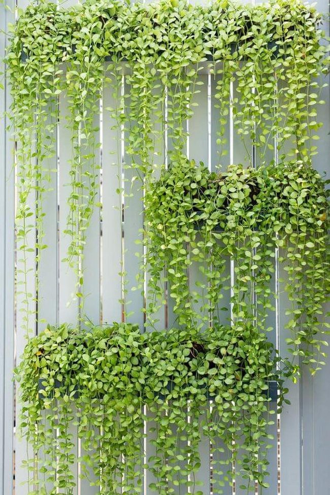 Green Walls Cascading Down