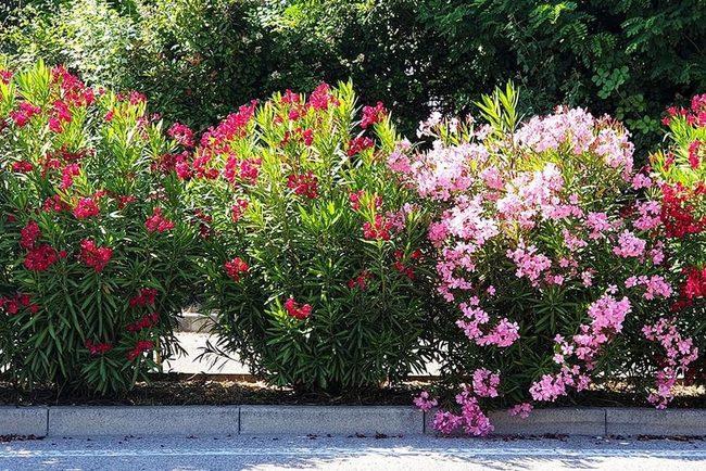 Bright Blooms, Serious Toxicity Warning