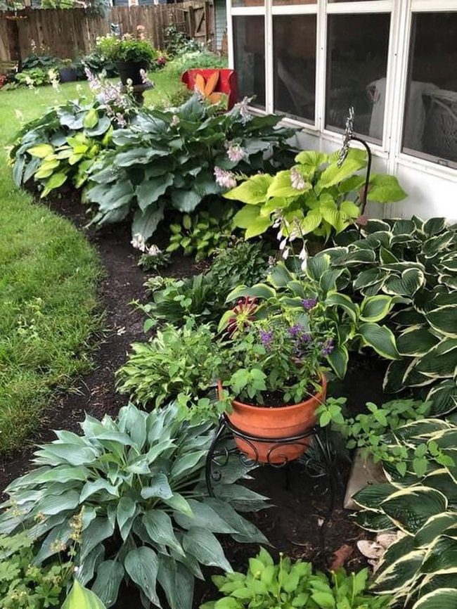 Green Hostas And Terracotta Blooms