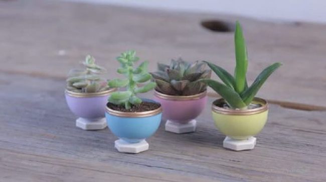 Colorful Eggshell Succulent Planters