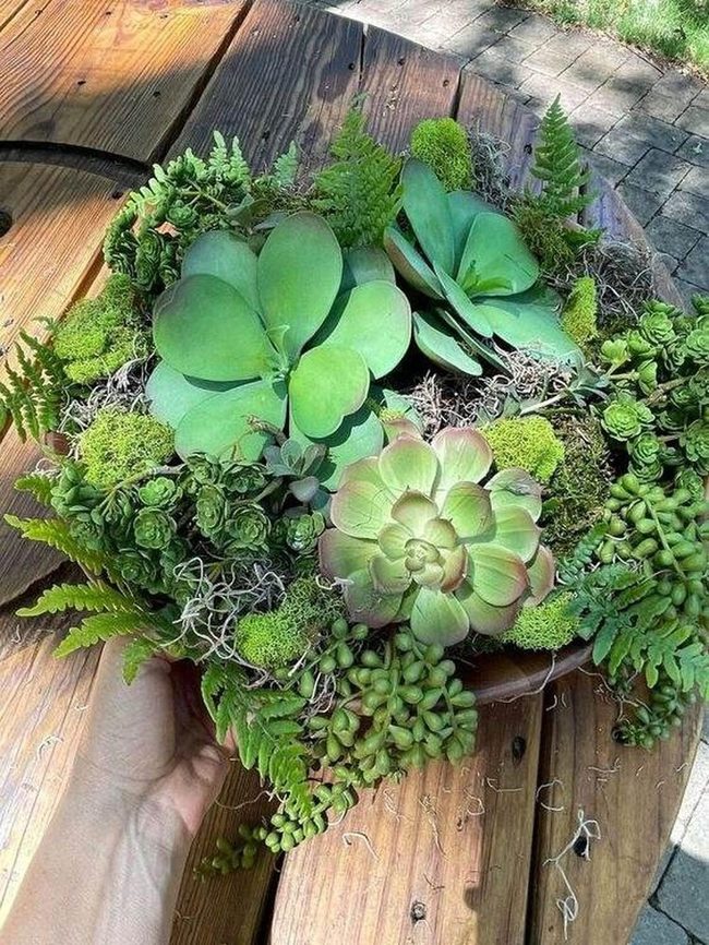 Lush Succulents, Effortless Living Space