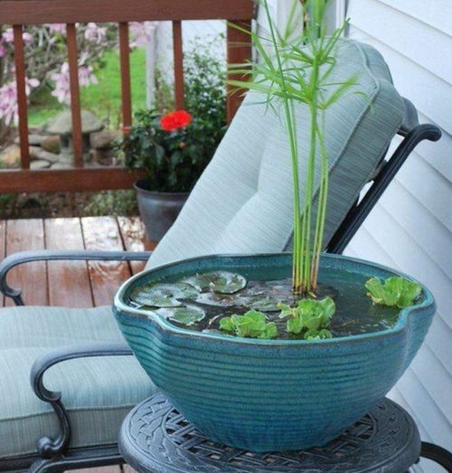 Lotus And Lily Container Garden