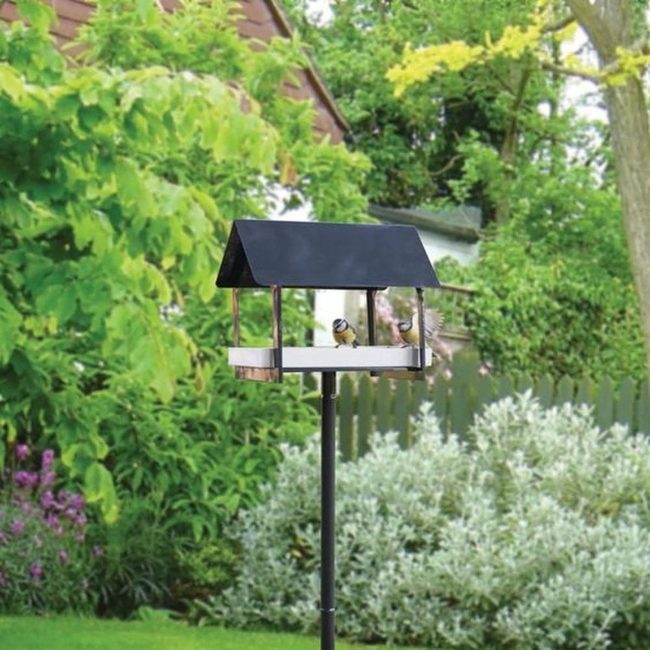 Black Feeder Morning Birdwatch