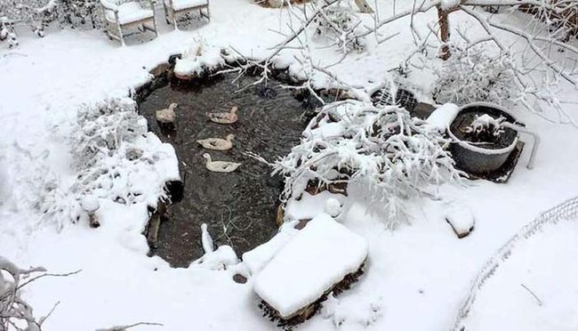 Backyard Duck Pond Waterfall