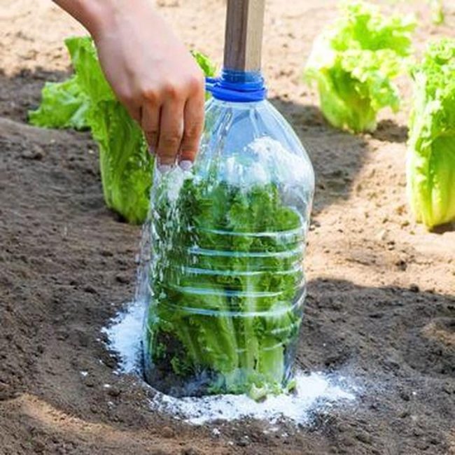 Glass Cloches, Extended Lettuce Seasons
