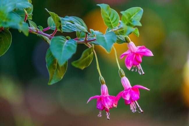 Purple And Pink Shade Bloomers
