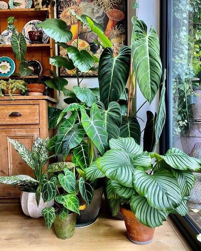 Layered Greens Indoor Garden Statement