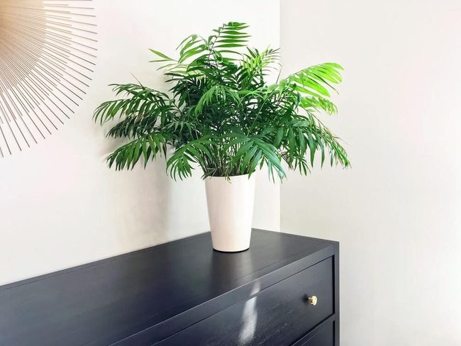 Compact Palms For Small Spaces