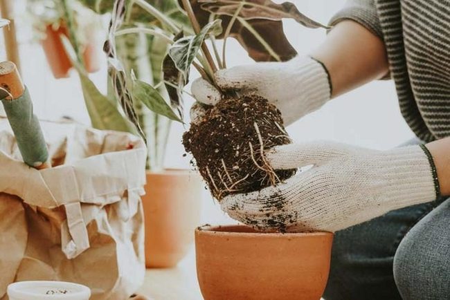 Smaller Pot Saves Overwatered Plant