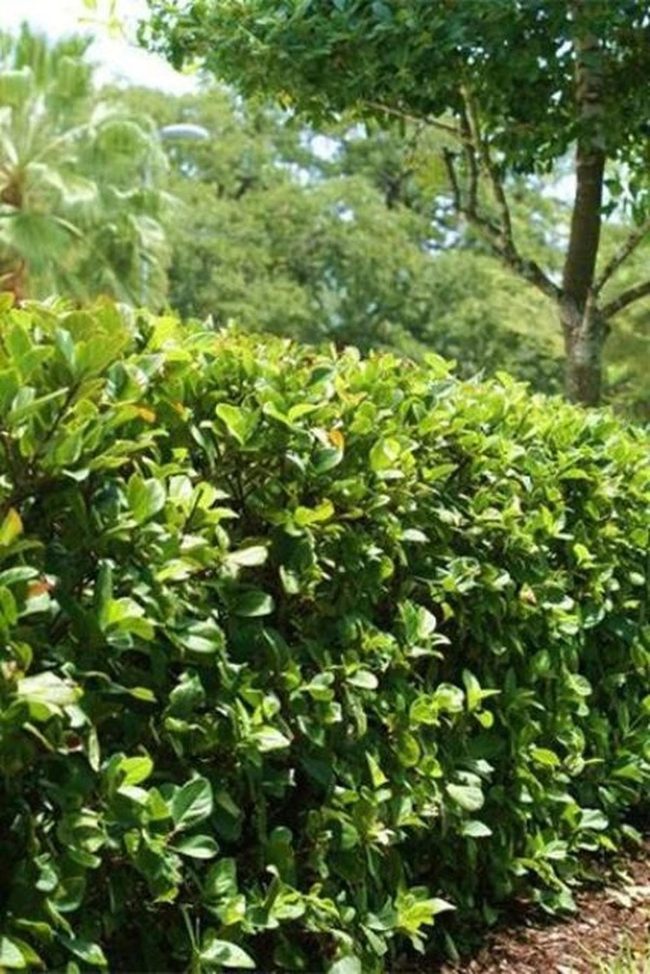 Green Layers And Living Shadows