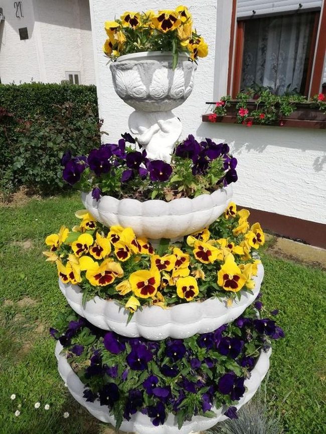 White Scalloped Planter Purple Yellow Pansies