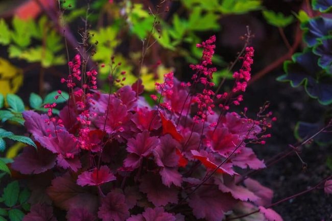 Purple-Green Foliage Shifting Seasons
