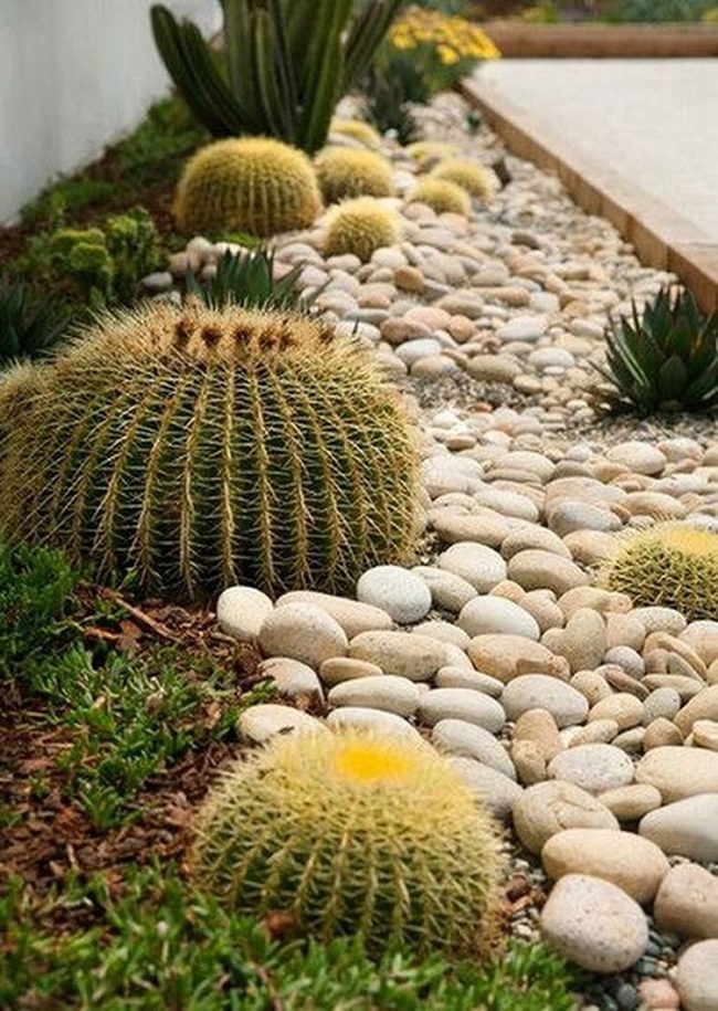 Green Cacti Against Layered Stone