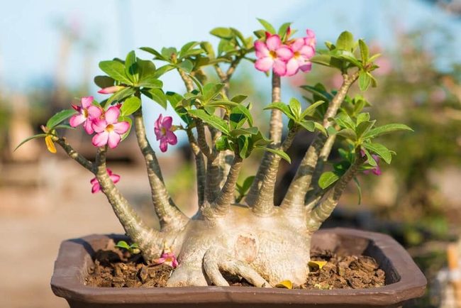 Pink Flowers On Sculptural Wood Branches