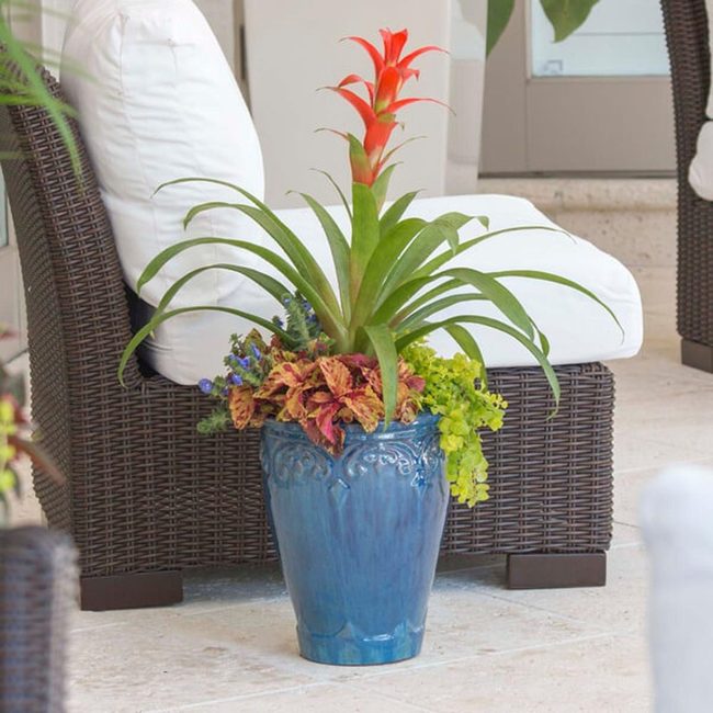 Tropical Bromeliads Vibrant Patio Focal Points