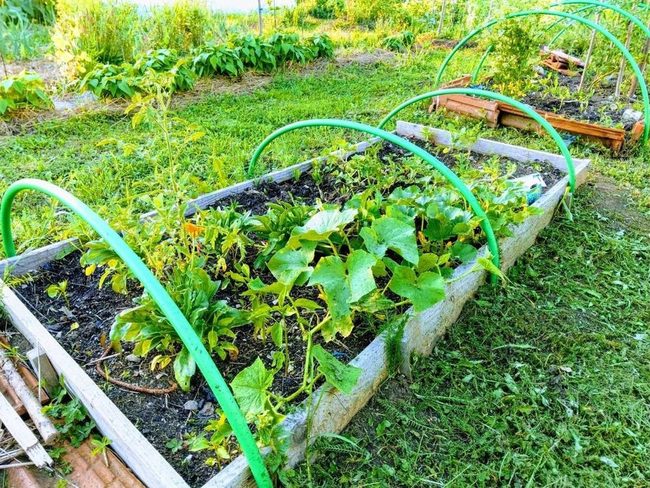 Elevated Beds, Superior Harvests