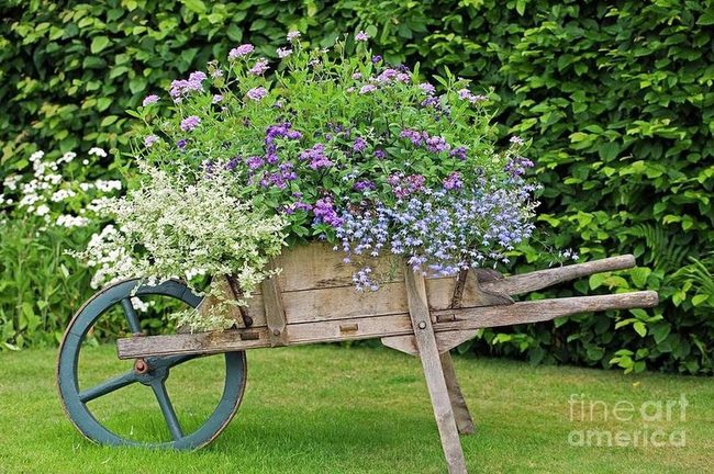 Weathered Wheelbarrow Bursting With Purple Blooms