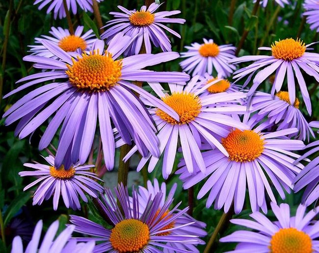 Purple Asters For Autumn Gardens