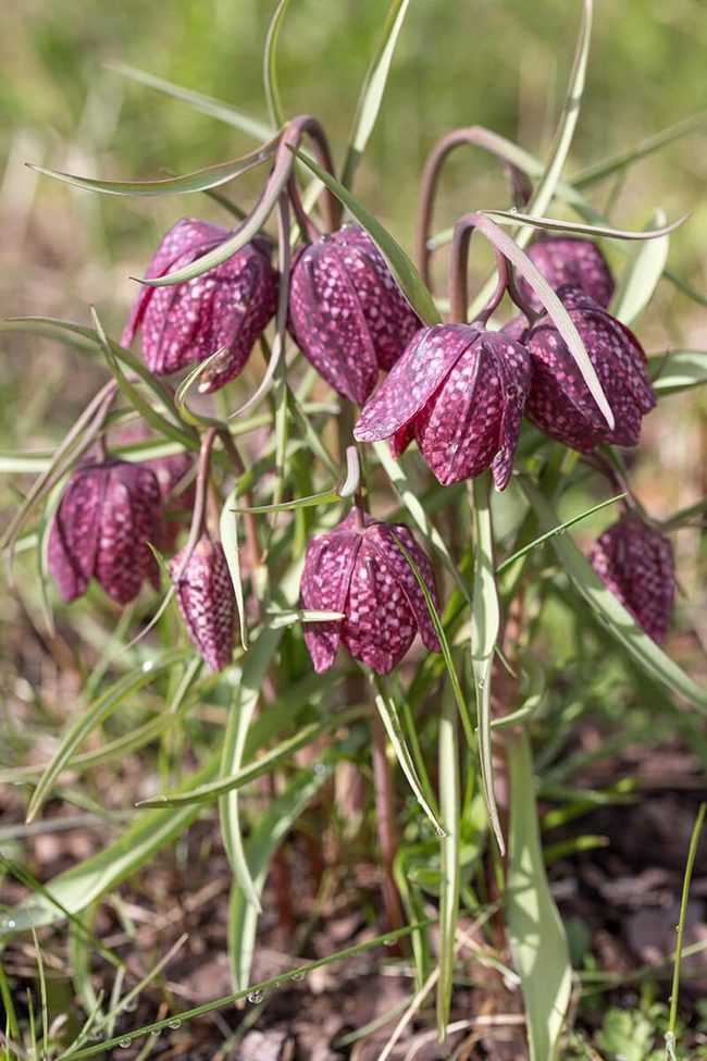White Checkered Purple Petals