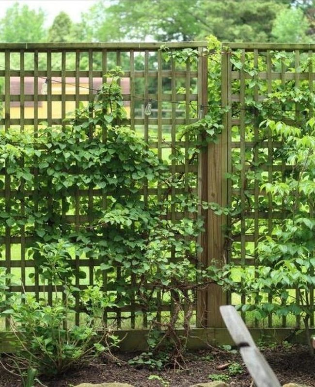 Wooden Lattice With Climbing Vines