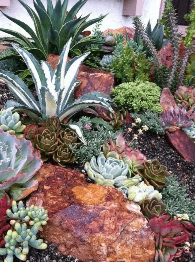 Succulent Garden Layered With Spiky Agaves