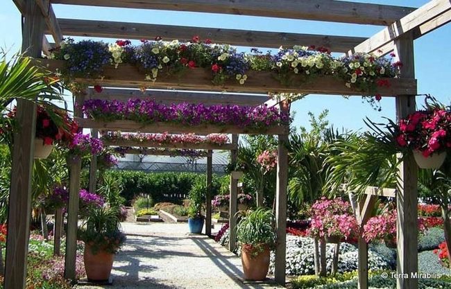 Flowering Vines Frame Natural Gateway