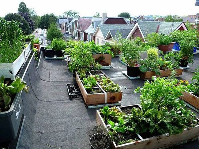 Urban Rooftop Vegetable Gardens
